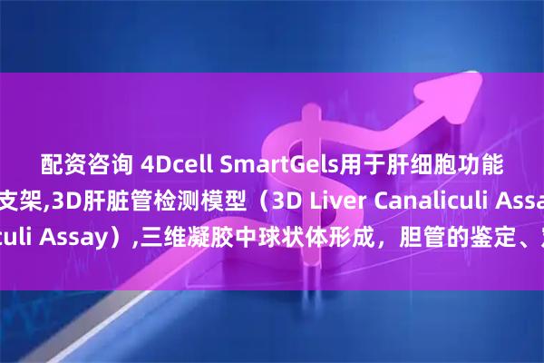 配资咨询 4Dcell SmartGels用于肝细胞功能的高保真二维和三维支架,3D肝脏管检测模型（3D Liver Canaliculi Assay）,三维凝胶中球状体形成，胆管的鉴定、定量与分析